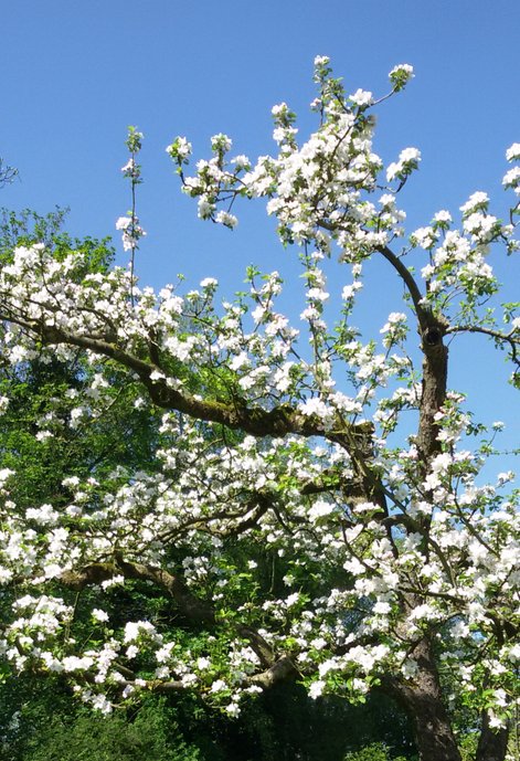 Konijn Boomverzorging Appelboom